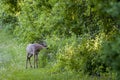 White-tailed deer with velvet antlers foraging in the park