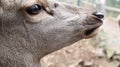 White-tailed deer very detailed close-up portrait. With a deer eye. ungulates ruminant mammals. Portrait courageous deer