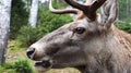 White-tailed deer very detailed close-up portrait. With a deer eye. ungulates ruminant mammals. Portrait courageous deer