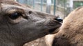 White-tailed deer very detailed close-up portrait. With a deer eye. ungulates ruminant mammals. Portrait courageous deer