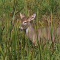 White-tailed Deer very young male odocoileus virginianus