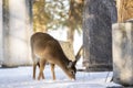 White Tailed Deer