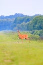 White-tailed deer walks out from thick brush at the Bald Knob Wildlife Refuge in Bald Knob