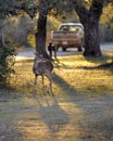 White-Tailed Deer Watching Pickup Truck Passing By at Sunset