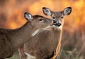 White Tailed Deer Royalty Free Stock Photo