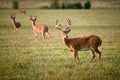 White Tailed Deer Wildlife Animals in Nature