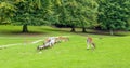 White Tailed Deer Wildlife Animals in Nature Royalty Free Stock Photo