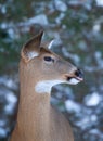 White-tailed deer Royalty Free Stock Photo