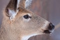 White-tailed deer Royalty Free Stock Photo