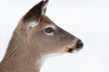 White-tailed deer portrait in winter Royalty Free Stock Photo