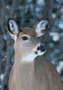 White-tailed deer portrait in winter