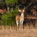 White-Tailed Deer (Buck) in the forest on a sunny day in Tennessee Royalty Free Stock Photo
