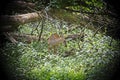 White tailed deer yearling in green brush