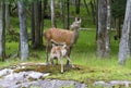 White tailed deers Royalty Free Stock Photo