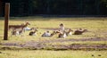 White tailed deers resting