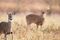 White-tailed doe and buck