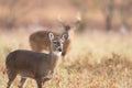 White-tailed doe and buck Royalty Free Stock Photo