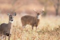 White-tailed doe and buck Royalty Free Stock Photo