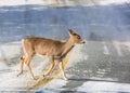 A white-tailed doe deer crosses the road