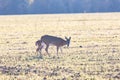 White-Tailed Doe and Fawn Royalty Free Stock Photo