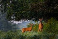 White-tailed doe and fawn Odocoileus virginianus on the edge of a Soybean Glycine max field and woods during summer Royalty Free Stock Photo