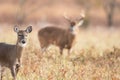 White-tailed doe and buck Royalty Free Stock Photo