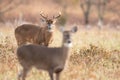 White-tailed doe and buck Royalty Free Stock Photo