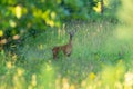 White tailed doe framed by leaves Royalty Free Stock Photo