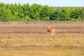 A white-tailed doe and her fawn walk across a field in Bald Knob Wildlife Refuge in Bald Knob Royalty Free Stock Photo