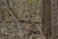 White-tailed Deer bedded down in a forest. Royalty Free Stock Photo