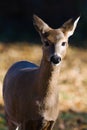 White-tailed doe (Odocoileus virginianus). Royalty Free Stock Photo