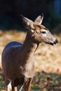 White-tailed doe (Odocoileus virginianus). Royalty Free Stock Photo