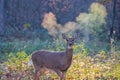 White-tailed doe Odocoileus virginianus breathing steam out her nose from the cold moring air