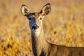 White-tailed Doe Odocoileus virginianus standing in a soybean field