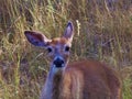 White tailed doe in pasture Royalty Free Stock Photo