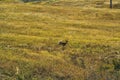 White-tailed Doe Running Across A Field