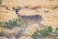 White-tailed Doe Royalty Free Stock Photo