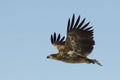 White Tailed Eagle Royalty Free Stock Photo
