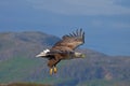 White-tailed eagle Royalty Free Stock Photo