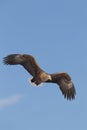 White Tailed Eagle Royalty Free Stock Photo