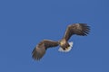 White Tailed Eagle Royalty Free Stock Photo