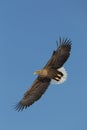 White Tailed Eagle Royalty Free Stock Photo