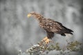 White-tailed Eagle Royalty Free Stock Photo