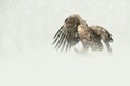 White-tailed Eagle Royalty Free Stock Photo