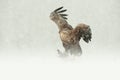 White-tailed Eagle Royalty Free Stock Photo