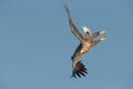 White-tailed Eagle Aerobatics. Royalty Free Stock Photo