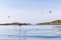 White-tailed eagle ascends with prey, seagulls above, in Lofoten\'s tranquil setting