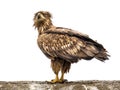 White-tailed eagle on white background Royalty Free Stock Photo