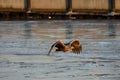 White-tailed eagle - a beautiful, biggest Polish eagle in all its glory Royalty Free Stock Photo