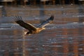 White-tailed eagle - a beautiful, biggest Polish eagle in all its glory Royalty Free Stock Photo